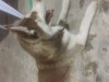 Хаски Husky Huski
